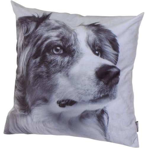 Dekokissen ORA, Dessin Australian Shepherd Velvet 100% Polyester, Dessin 310-Australian Shepherd