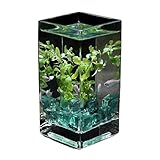 Aquarium, Quadratisches, hoch durchscheinendes Glas mit Deckel, Tropische Hydrokulturvase, Blumengefäß, kleines Fischglas for den Schreibtisch(10x10x20cm)