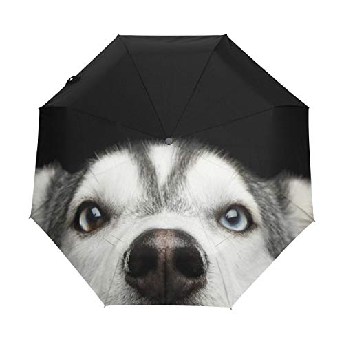 My Daily Regenschirm mit sibirischem Husky-Motiv, automatisches Öffnen und Schließen, Anti-UV, winddicht, leicht, kompakt