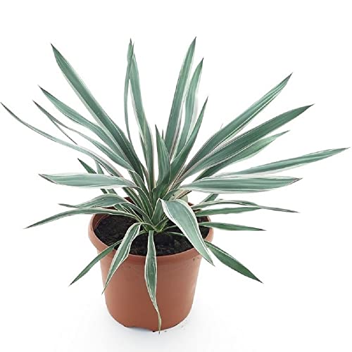 Kerzen-Palmlilie - Yucca gloriosa Silver - Gesamthöhe 60-80 cm - Topf Ø 26 cm [8831]