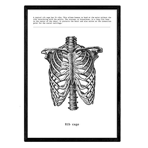 Nacnic Poster Anatomia in Bianco e Nero mit Immagini aus dem Umano-Korpus. Stampe seine Biologie und Medizin in Dettaglio di Costole. Maße A3 mit Rahmen.