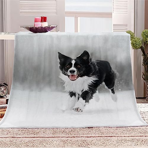 Border Collie Kuscheldecke Flauschig 150x200 Wintertiere Weich Sofadecke Kuschelig Decke Warm Sommer Flanelldecke Wohndecke Schlafdecke personalisierte Decke Tagesdecke couchdecke