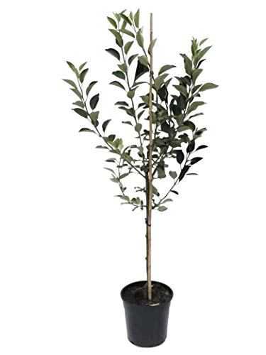 Müllers Grüner Garten Shop Pinova (R) Apfelbaum robuste Sorte gegen Schorf und Feuerbrand Buschbaum 120-150 cm 9,5 L Topf MM111