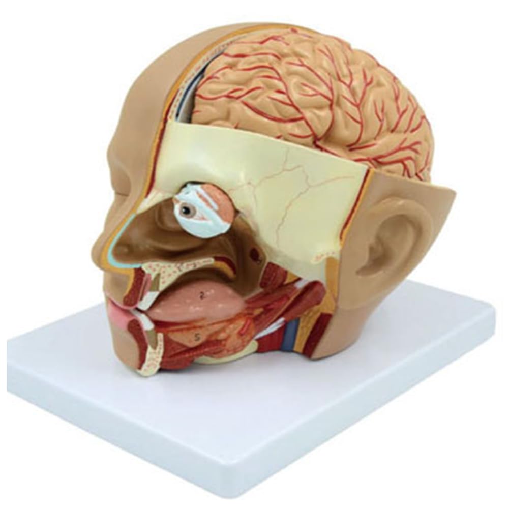 Pcivzxam Anatomisches Modell Des Menschlichen Kopfes, Kopf, Gehirn, Querschnitt, Anatomie für Naturwissenschaftliche Unterrichtseinheiten, Bildung, Lernen, Lehrdarstellung