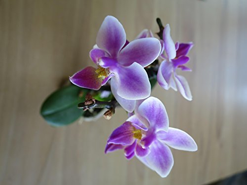 Mühlan - Orchideenmix - Mini 2 echte Pflanzen mit je Zwei Rispen
