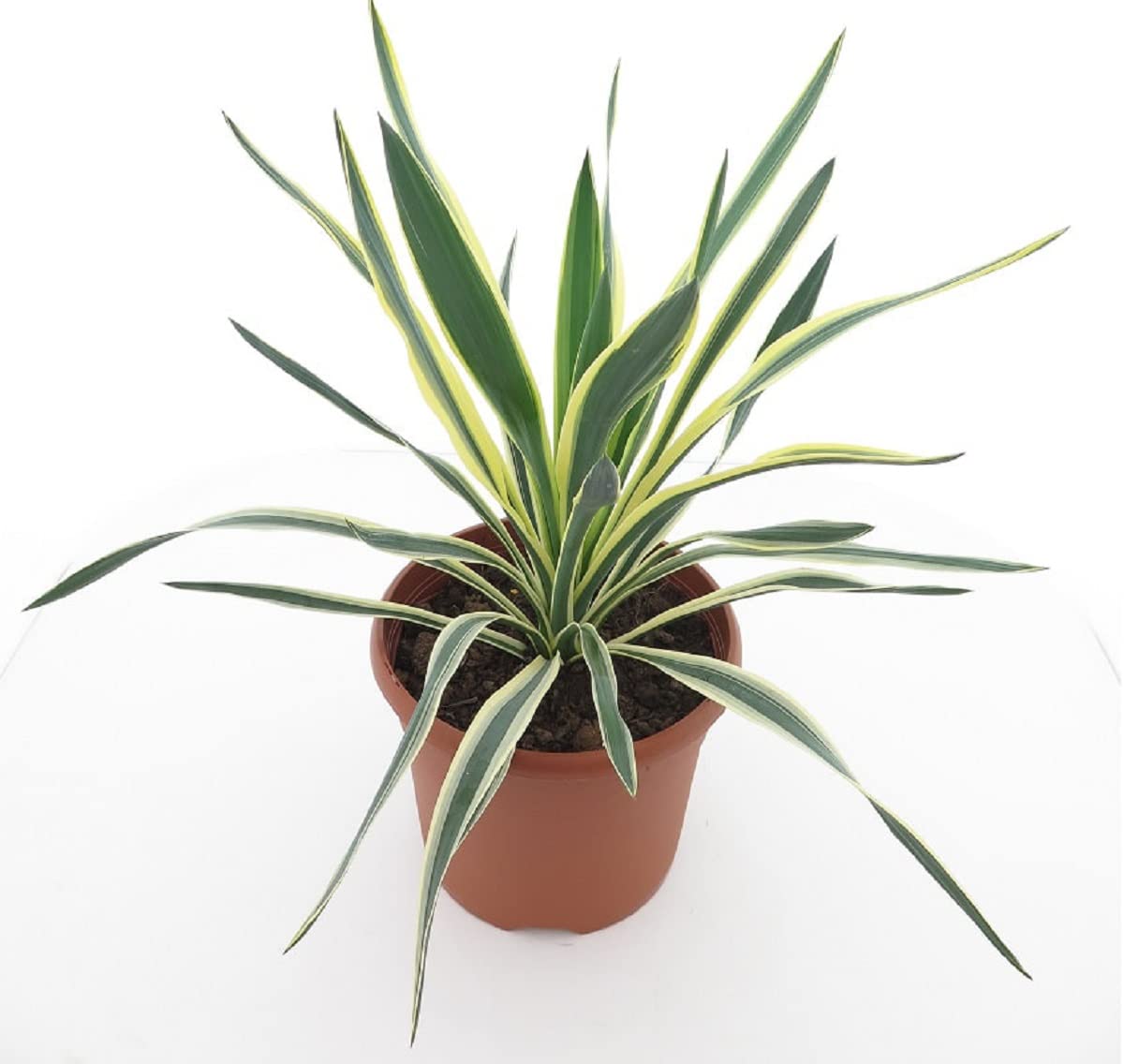 Yucca gloriosa Variegata - Fädige Palmlilie - Gesamthöhe: 60-70cm, Topf: Ø 26 cm - 8,4 ltr. [4853]