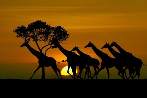 HfmQuisutron Puzzle 1000 Pieces African Animal Sunset Scenery Posters for Family Stress Relieving Game Zq119Wk