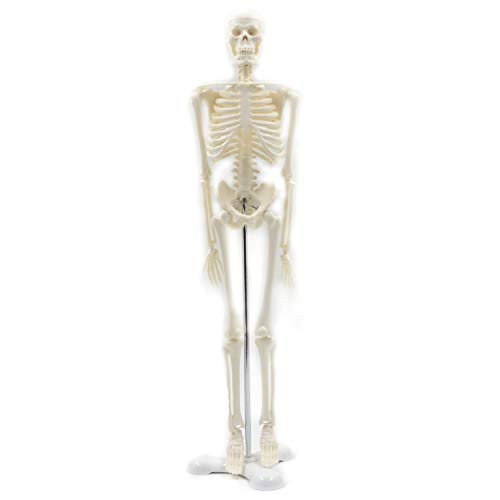 Anatomische Skelett Anatomie 45 Cm Lernen Menschliche Skeleton Anatomie Hilfe