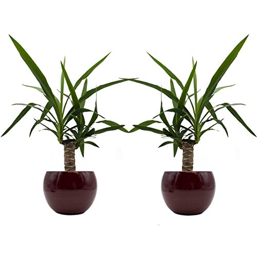 Yucca-Palmen-Duo mit handgefertigtem Keramik-Blumentopf "Cresto Rot" - 2 Pflanzen und 2 Dekotöpfe