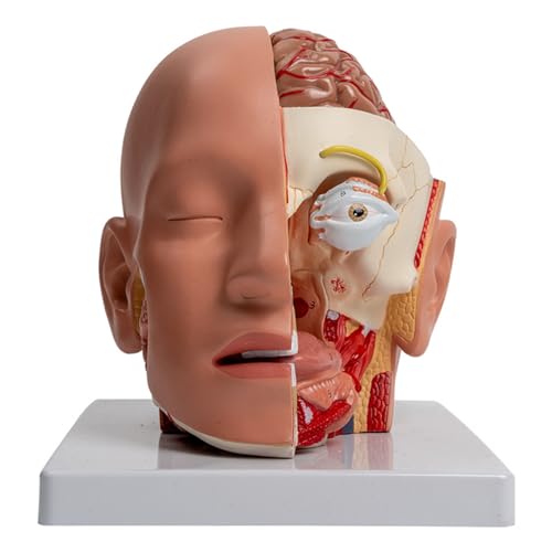 Abnehmbares anatomisches Modell für Krankheiten, Vorlesungsbericht, menschliche Anatomie, Modell, Lehrhilfen