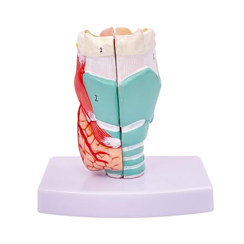 Menschliches Halsmodell, Anatomisch Genaues Halsmodell, Anatomie-Klassenzimmer-Lerndisplay, Lehr-Medizin-Modell