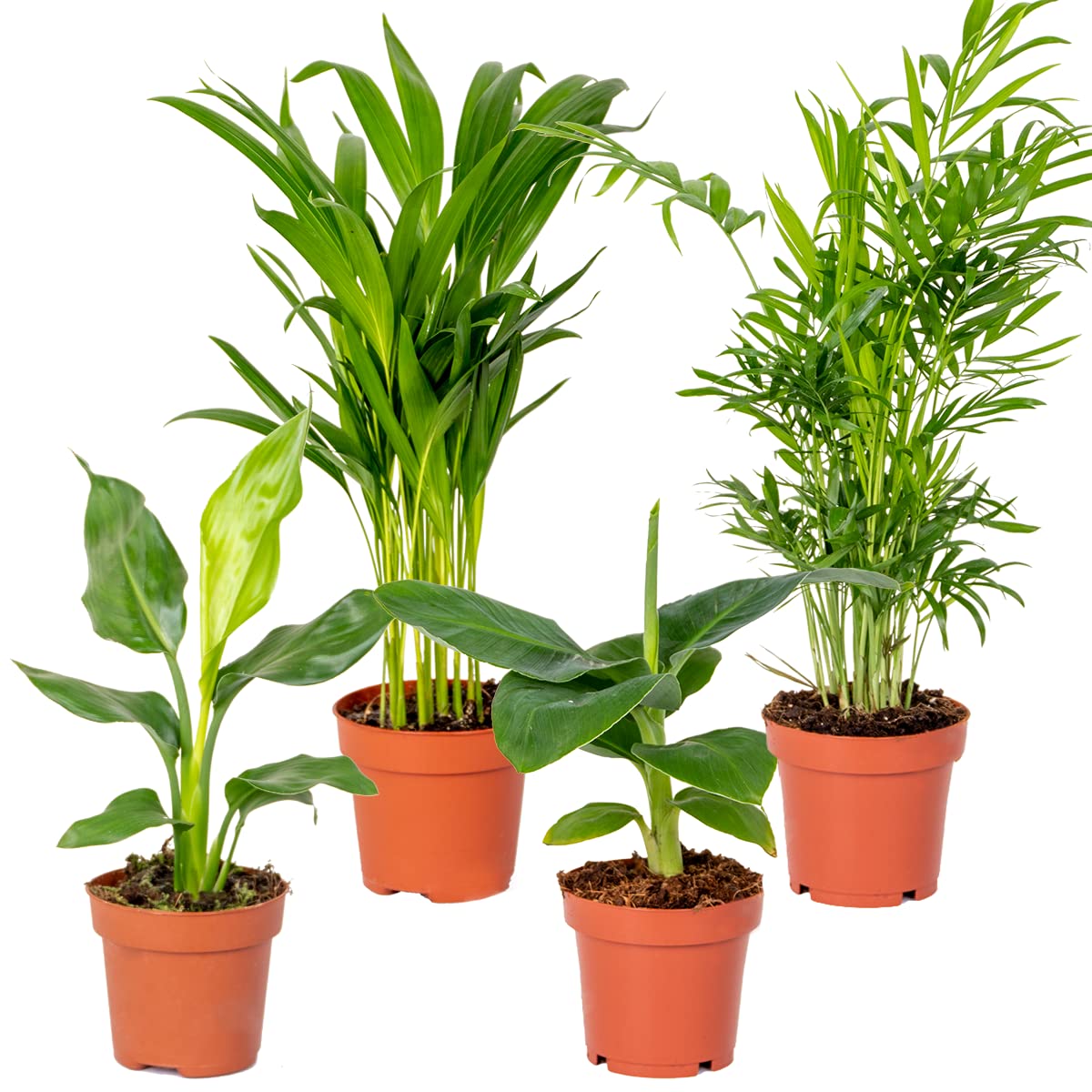 4x Hip Zimmerpflanzen Mix – Chamaedorea-Dypsis-Musa-Strelitzia – Luftreinigend – ⌀12 cm - 20-45 cm