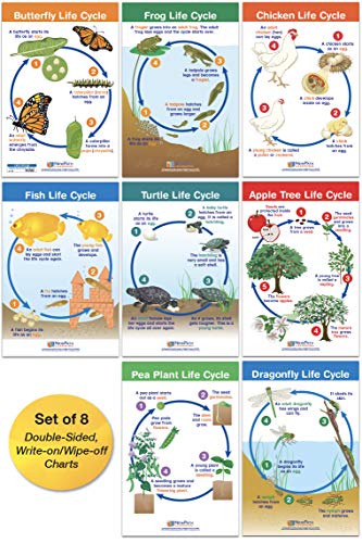 NEW PATH LEARNING Lebenszyklen 8er Set