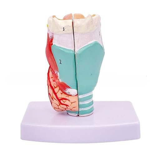 Anatomisches Modell des menschlichen Kehlkopfes für das Studium, Lehrrequisite, medizinisches Modell, Lebensgröße, menschliches Hals-Modell, Anatomie