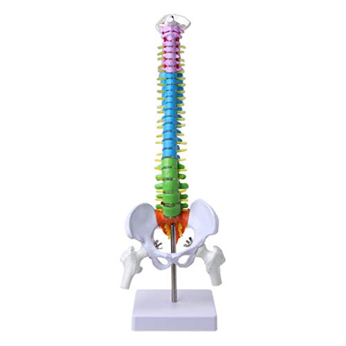 45 cm abnehmbares menschliches Wirbelsäulenmodell, Wirbelsäule, Lendenwirbelsäule, anatomisch