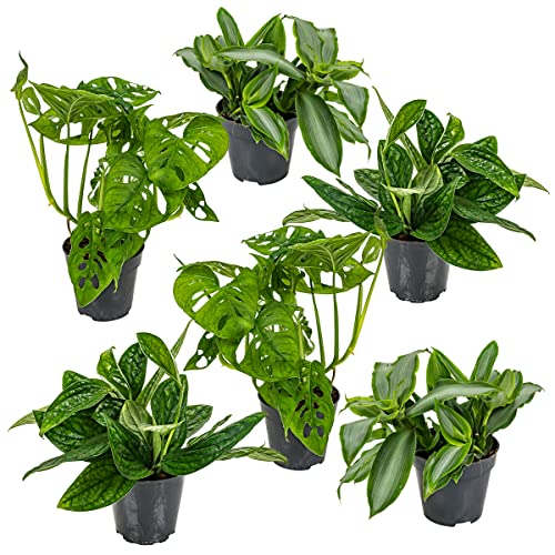 Mix aus 6 Botanischen Zimmerpflanzen | Monstera 2x, Murdania 2x & Epipremnum 2x ⌀12 cm | ↕20-30 cm