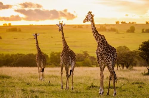 HfmQuisutron Jigsaw Puzzle 1000 Teile Afrikanisches Grasland Tierlandschaft Poster Holz Buntes Geschicklichkeitsspiel Für Die Ganze Familie Erwachsene Yw113Az