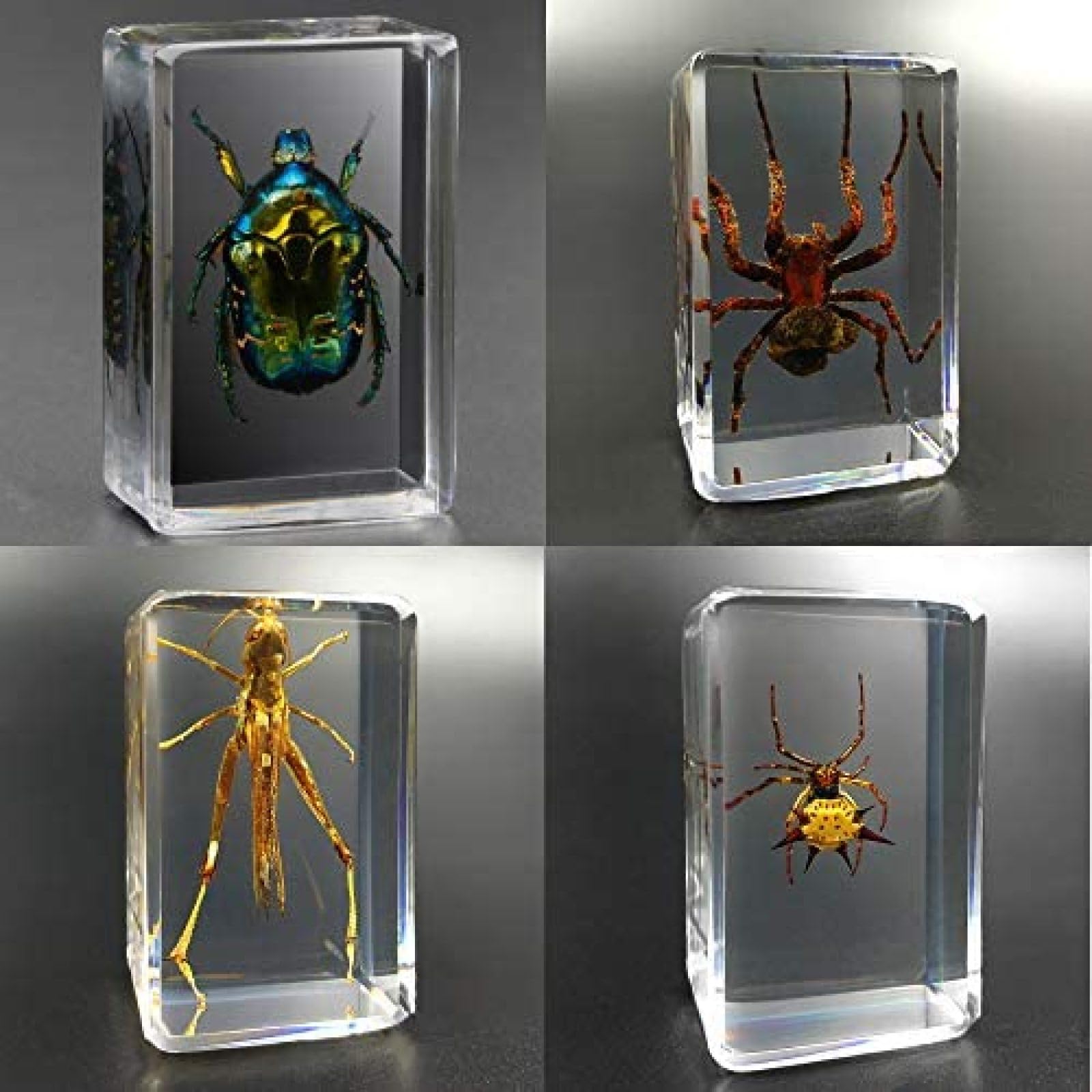 4 Stück Insektenharz, echtes riesiges Insekt, Briefbeschwerer, Taxidermie-Exemplar, echtes Insektenexemplar, transparentes Harz, bewegliche kleine Ornamente, Insekten, Meeresinsekten, Kinder