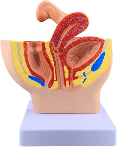 Anatomiemodell Männliches Beckenmodell Weibliches Genital Menschliches Modell Prostatamodell Organe Modell Menschliches Anatomiemodell Menschlicher Körpermodell, Weibliches Becken Sagittal