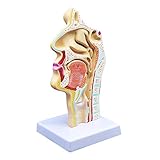 SHIKANG Medizinisches Modell Der Menschlichen Anatomischen Nasen Höhlen Hals Anatomie Fuer Die Wissenschafts Klassen Zimmer Studien Anzeige, Die Medizinisches Modell Unterrichtet