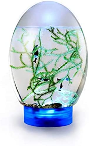 Geschlossenes aquatisches Ökosystem von Ecosphere mit Tisch-Aquarium mit LED-Basis