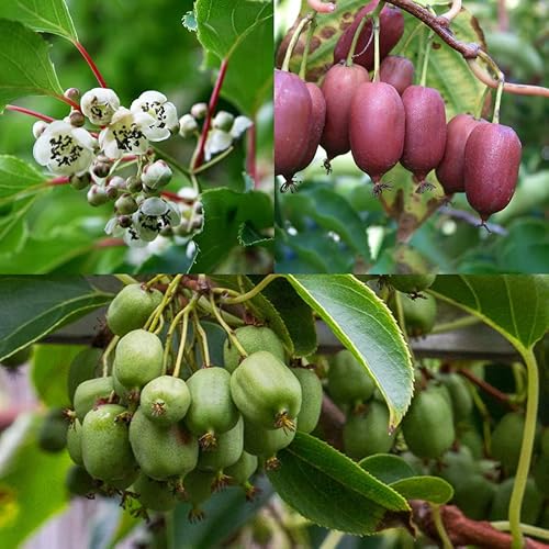 Kiwibeeren Ernte-Trio"Rot & Grün" (3 Pflanzen) - direkt vom Züchter mit Sortengarantie!