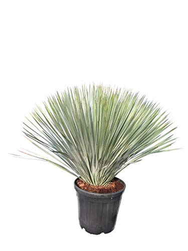 Yucca rostrata - Blaublättrige Yucca - Gesamthöhe 100-120 cm - Topf Ø 40 cm - Palette