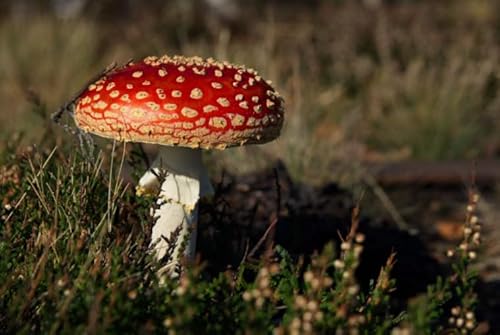 Hfmquisutron Jigsaw Puzzle 1000 Teile Pilz Poster Holz Buntes Fähigkeitsspiel Für Die Ganze Familie Erwachsene Rg72Sm