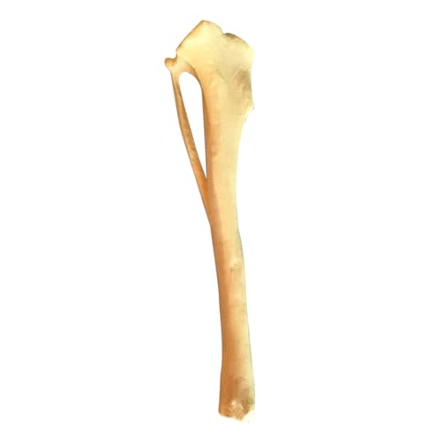 Hunde Tibia Skelettmodell Hunde Tibia Skelett Anatomiemodell Hunde Tibia Skelettmodell Medizinische Lehrmittel