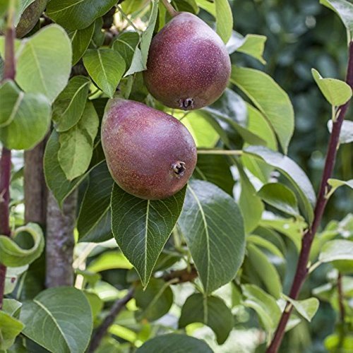 Birnen Baum 'Rote Williams Christ' Pyrus com Birnenbaum im 7,5L Topf 150-200cm winterharter Obstbaum