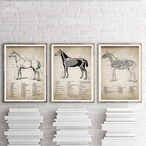 Vintage Pferd Anatomie Leinwand Poster Drucken Pferd Anatomie Illustration Wandkunst Gemälde Reiter Bilder Home Room Wanddekoration Rahmenlos 40×50cm×3pcs