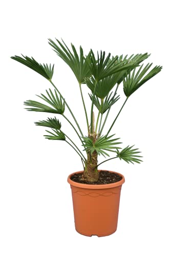 Wagnerpalme Frosty - Hanfpalme - Trachycarpus wagnerianus Frosty - Gesamthöhe 70-90 cm - Topf Ø 26 cm [7805]