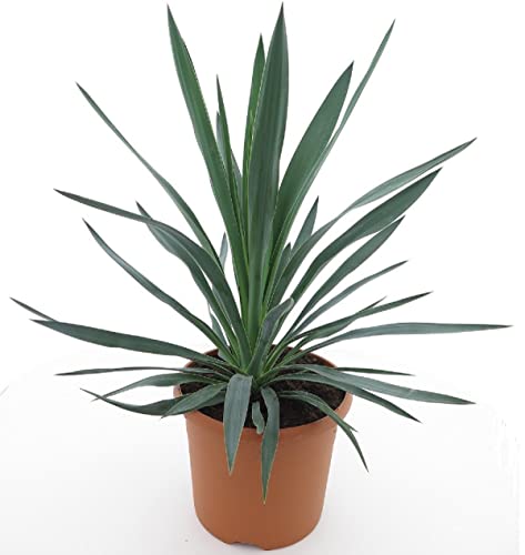 Winterharte Yucca Palmlilie - Yucca gloriosa - Gesamthöhe 60-70cm - Topf Ø 26cm - 8 Ltr. [3500]