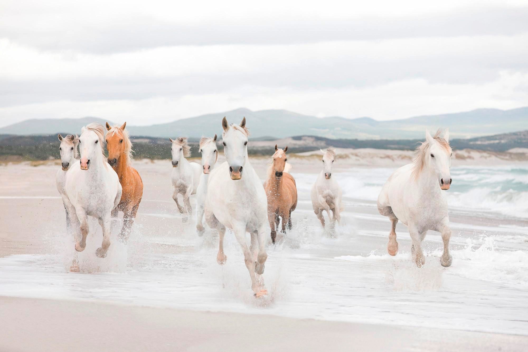 Komar Fototapete "White Horses", 368x254 cm (Breite x Höhe), inklusive Kleister