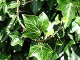 Gemeiner Efeu - Hedera helix - Kletterpflanze Bodendecker - 15-25cm Topf Ø 11cm (100)