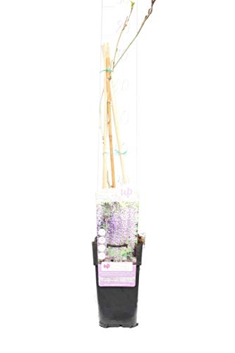 Japanischer Blauregen - Wisteria floribunda Naga Noda - Gesamthöhe 70-90 cm - 2 Liter Topf [6911]