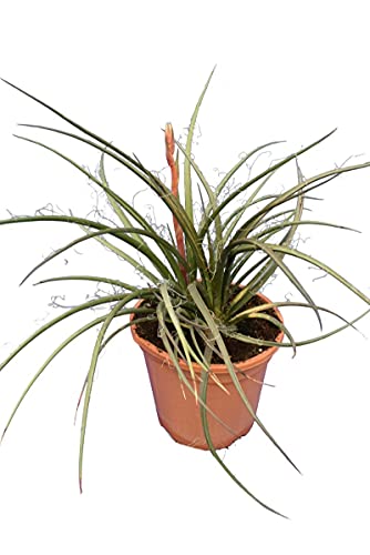 Hesperaloe parviflora - Rot blühende Yucca - Gesamthöhe 50-70cm - Topf Ø 26 cm
