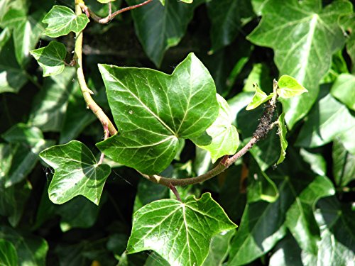 Gemeiner Efeu - Hedera helix - Kletterpflanze Bodendecker - 15-25cm Topf Ø 11cm (100)