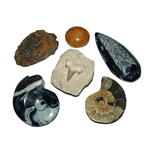 Janni-Shop-Mineralien Fossilien Versteinerungen 5er Sammlung Geschenk: Ammonit - -Seeigel - Trilobit - Goniatit