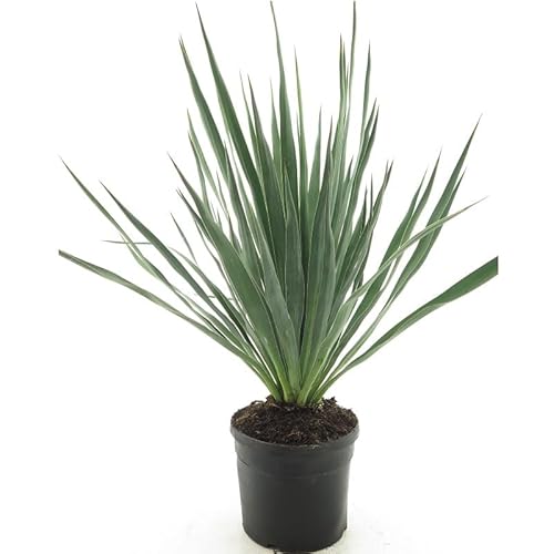 Winterharte Yucca Palmlilie - Yucca gloriosa - verschiedene Größen (60-80cm - Topf Ø 20cm) [6728]