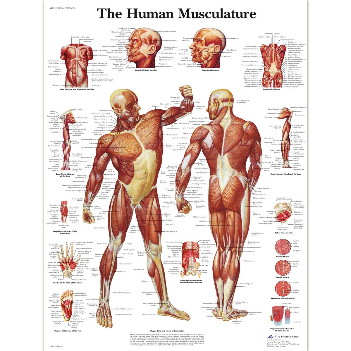 3B Scientific Human Anatomy - Diagramm der menschlichen Muskulatur, laminierte Version